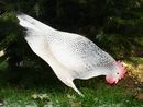 Hen (light side)